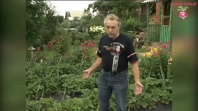 Удобный способ выращивания клубники #urozhainye_gryadki