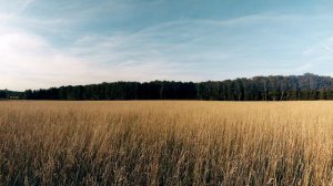 Поле - пшеница и небо 4k | Бесплатные футажи / Free footages / Creative Commons CC-by