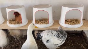Гнёзда в перевёрнутых вёдрах для кур несушек