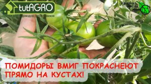 ТОМАТЫ БЫСТРО ПОКРАСНЕЮТ и ОСТАНУТСЯ ВКУСНЫМИ! Домашнее средство для ускорения созревания на кустах