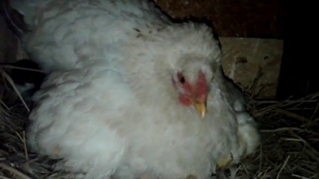 Инкубаторская курочка вывела цыплят. Часть 2. смотреть онлайн