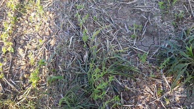 Лён 2023! Злачка, двудолка и бочка опрыскивателя! смотреть онлайн