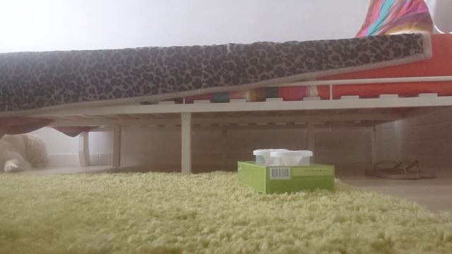 Барса, 2 баночки, гвоздика и помидор🍅 смотреть онлайн