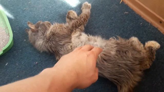 Самое благодарное животное - это спасенное с улицы смотреть онлайн