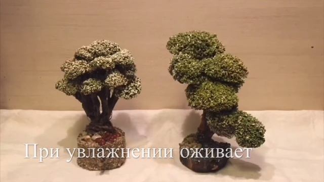 Живое дерево из Цетрарии смотреть онлайн