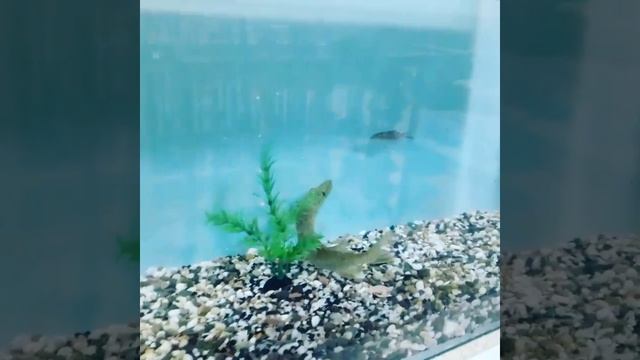 Атака щуки 2020 рыбалка в иваново смотреть онлайн