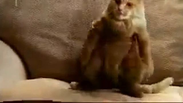 Что делает мой кот когда слишит что я пошел играть на 2 часа смотреть онлайн