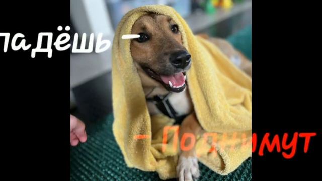 линда очень ищет дом 🙏🙏 в следущем видео скажу на каком канале можно будет узнать информацию про не смотреть онлайн