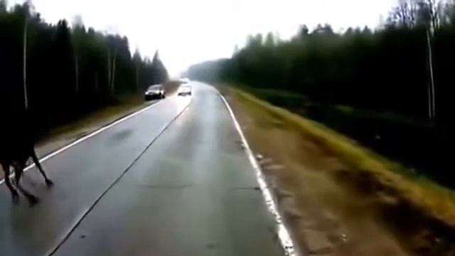 ЛОСЬ НА ДОРОГЕ смотреть онлайн