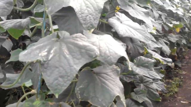 Готовы к посадке вторых огурцов!! смотреть онлайн