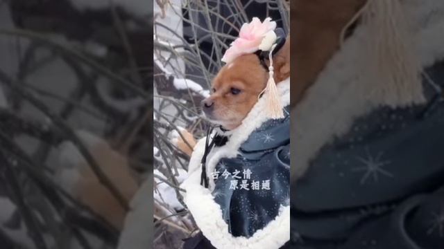 Китайская реклама одежды для собак? смотреть онлайн