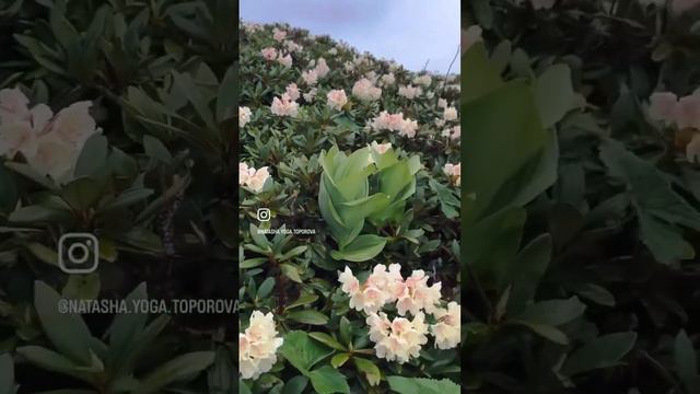 Рододендроны в горах Сочи. Цветение рододендронов смотреть онлайн