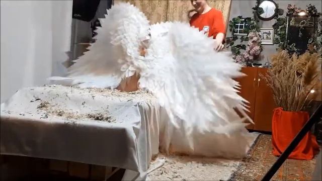 Необычные съемки Съемка с перьями - для фотографов. Как организовать, как провести смотреть онлайн