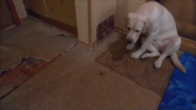 Лабрадор Бэлка смотреть онлайн