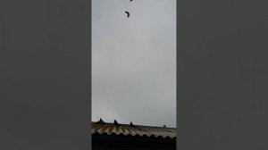 Николаевские. голуби обояни горбатых владимира