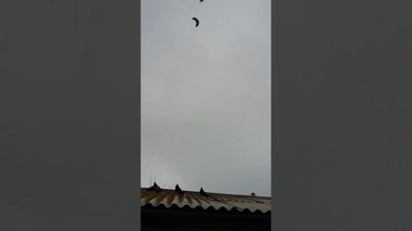 Николаевские. голуби обояни горбатых владимира