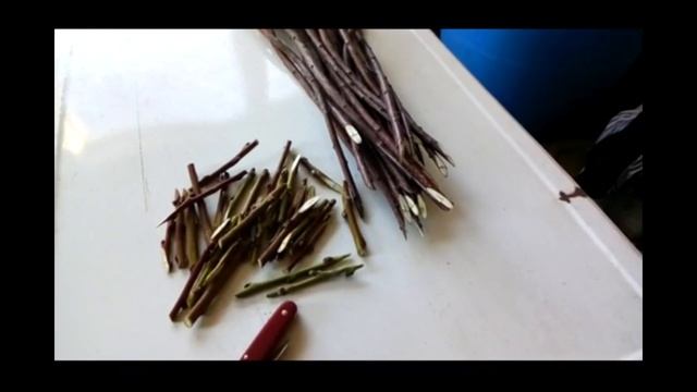 Зимняя прививка яблонь: особенности и техника проведения смотреть онлайн