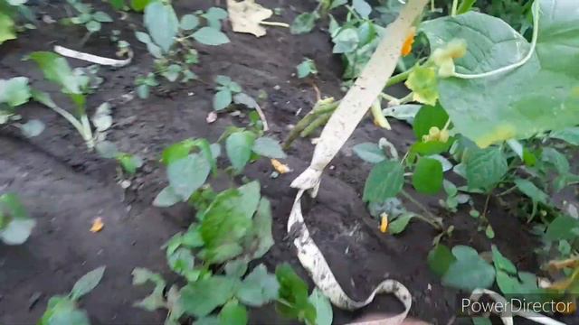 ‼️Что выросло в огороде?!//Сажаю только это и только там. смотреть онлайн