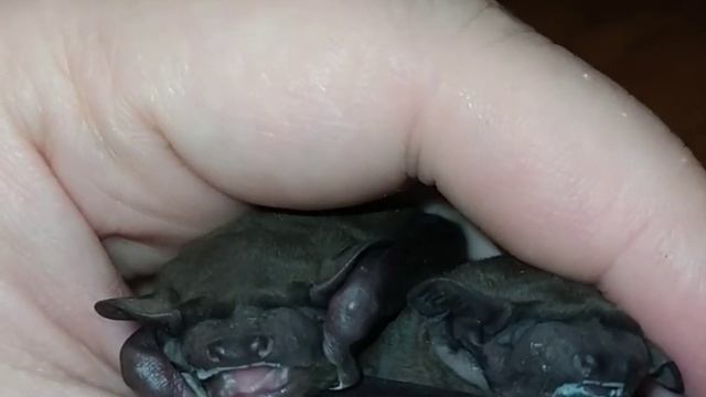 Рыжая вечерница. Двухнедельные малыши. Кормление. смотреть онлайн