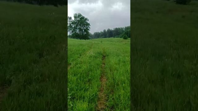 где ставить ловушку для пчел!#как установить ловушку на пчел смотреть онлайн