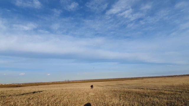 Питбуль фризби, игра в тарелку, Frisbee смотреть онлайн
