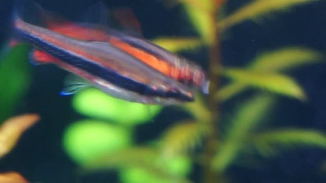 火焰鉛筆 PK 紅肚鉛筆 (Nannostomus beckfordi V.S Nannostomus mortenthaleri) смотреть онлайн