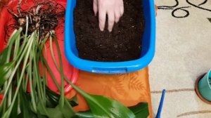 Домашние растения. Размножение Эухариса.