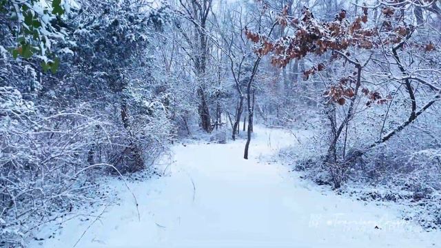 Winter Snow 2021 in Morris Plains, New Jersey (iPhone 12 Pro Max Dolby Vision Video, InShot Premium смотреть онлайн