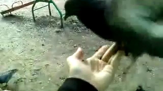 Как приручить голубя :3 смотреть онлайн