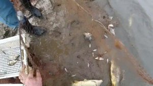 тащим 40 метровый бредень . а в нем всего 30 кг рыбы