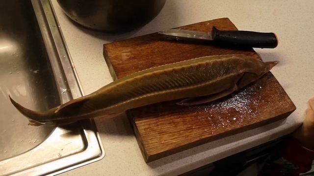 Минога - пиявка в духовке. И небольшая стерлядь. смотреть онлайн