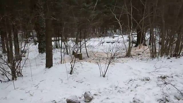 Рубка леса у Льяловского шоссе смотреть онлайн