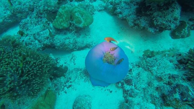 Фиолетовый коралл смотреть онлайн