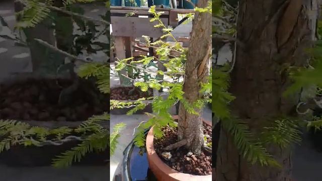 Taxodium!! super!!!! bonsai смотреть онлайн