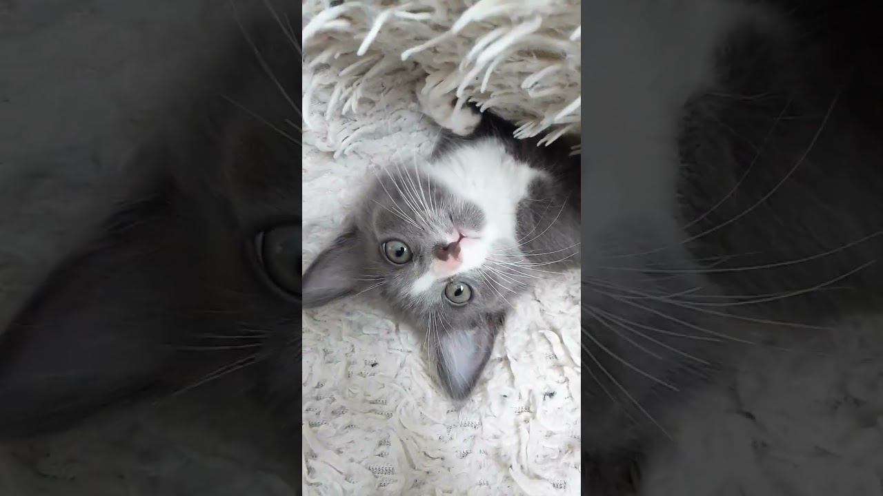 Марта прячется)#котята #cat смотреть онлайн