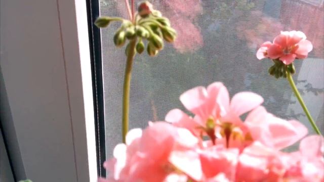 Правильный уход за геранью смотреть онлайн