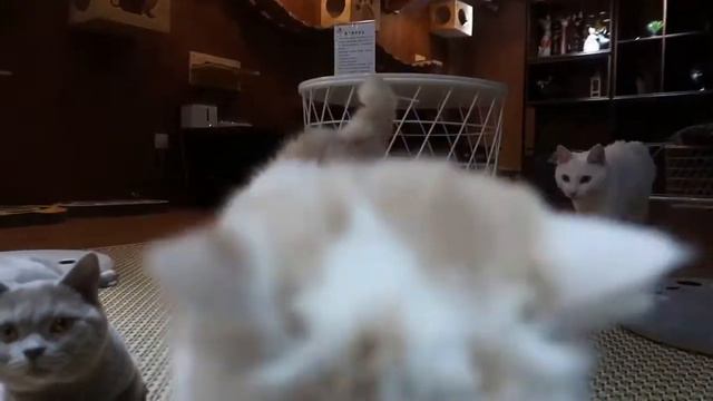 Котокафе | Обрывки воспоминаний о Харбине смотреть онлайн