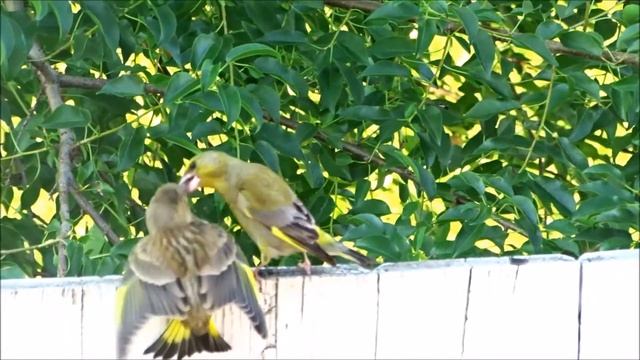 Зеленушка и птенец. смотреть онлайн