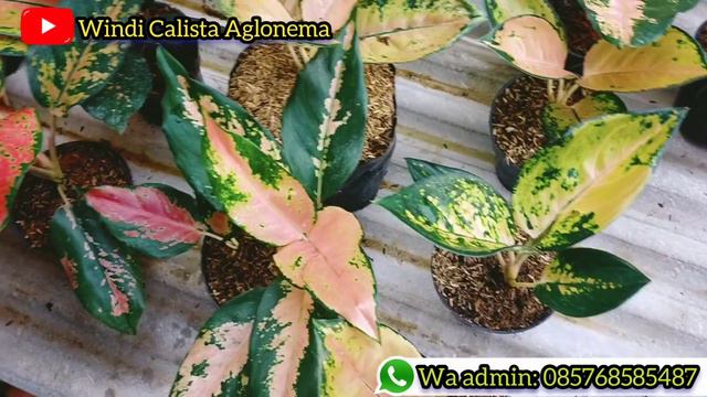 HARGA BUNGA AGLONEMA TERBARU ADA BONUS SETIAP BELI DISINI смотреть онлайн