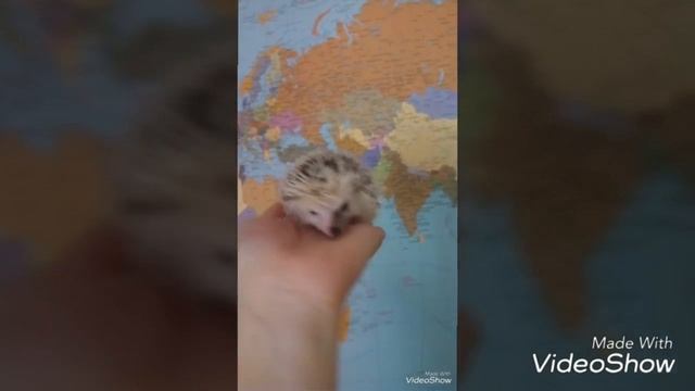 Карликовый ежонок (арлекин) смотреть онлайн