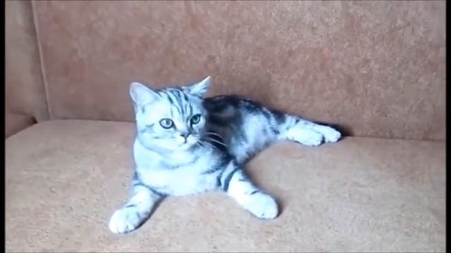 Мальчик Гуччи. Британские котята питомника Elite British. Элитные британцы. смотреть онлайн