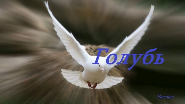 Голубь.. (рассказ)