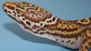 Морфы Эублефаров часть 2 / линия альбино