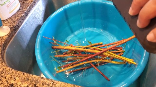 Can you root Maple cuttings? смотреть онлайн