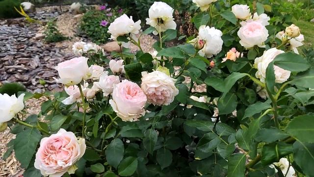 Андре Ле Нотр (Andre Le Notre) -Роза чайно-гибридная смотреть онлайн