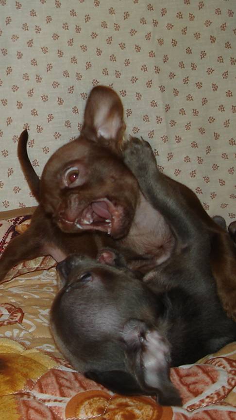 Чихуахуа самая опасная порода-Удивительные животные смотреть онлайн