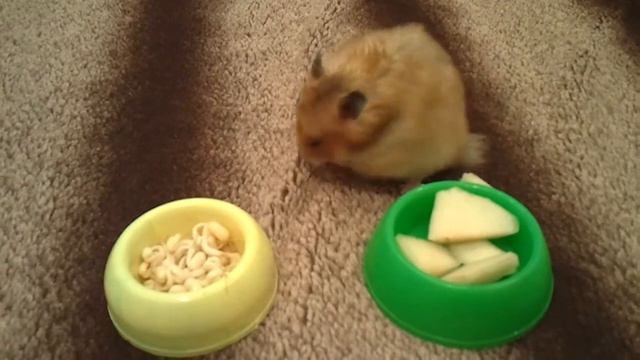 Типуськазавры 