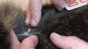 Как вытащить клеща в домашних условиях, если клещ укусил.