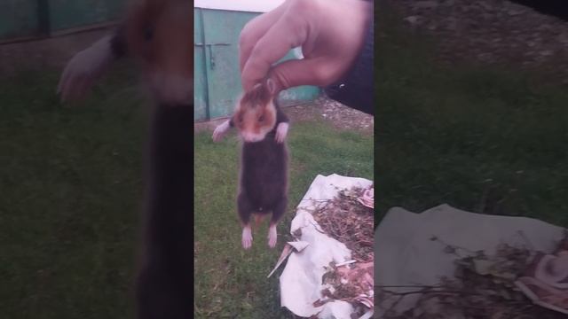 Дикий карбыш прописался на даче?Что теперь будет с урожаем?