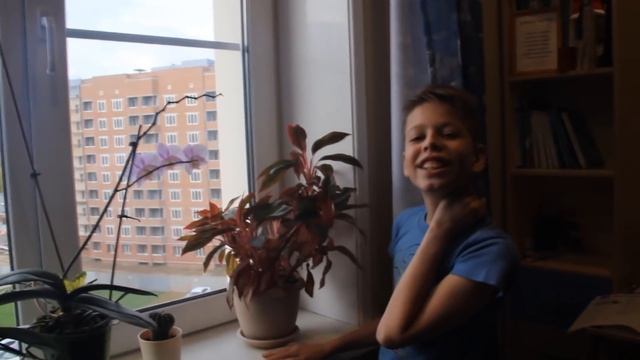 Летучая мышь на Окне!! ПРИКОЛЬНО!!!! смотреть онлайн